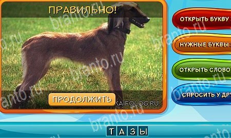 игра Собаки и кошки ответы в одноклассниках на Уровень 271