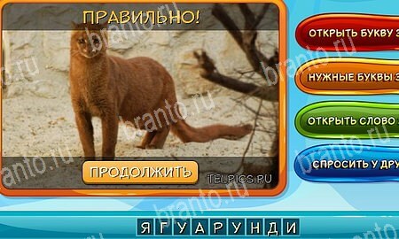 Собаки и кошки игра ответы ВК Уровень 274