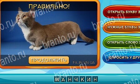Собаки и кошки игра подсказки Уровень 275