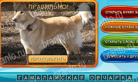 ответы на игру в одноклассниках Собаки и кошки Уровень 282