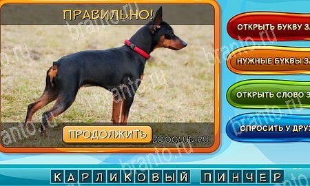 Одноклассники Собаки и кошки ответы Уровень 284