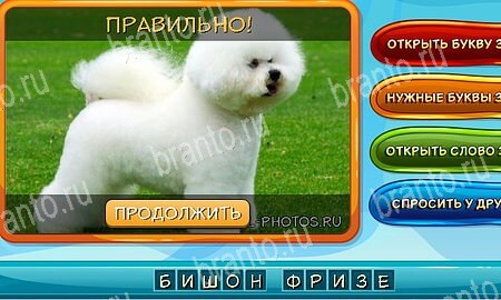 Собаки и кошки подсказки в контакте Уровень 285