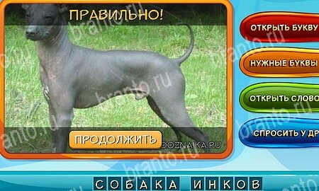 игра Собаки и кошки разгадки, ответ на Уровень 286