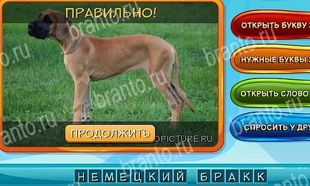 Собаки и кошки решения на игру из одноклассников Уровень 288