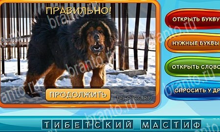 Собаки и кошки игра в одноклассниках помощь Уровень 291