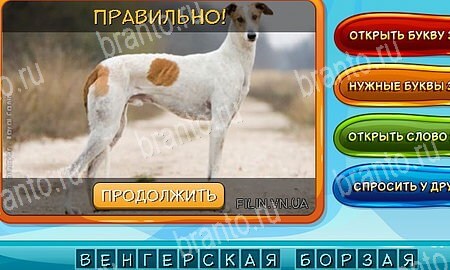 Собаки и кошки игра ответы ВК Уровень 299