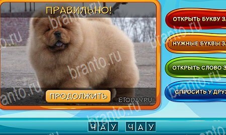 ответы на игру Собаки и кошки в одноклассниках Уровень 32