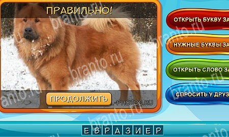 Собаки и кошки игра ответы в одноклассниках уровень 8