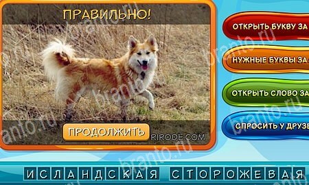 Одноклассники Собаки и кошки ответы уровень 9