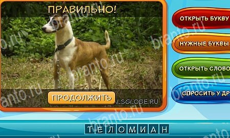 Собаки и кошки подсказки в контакте Уровень 310