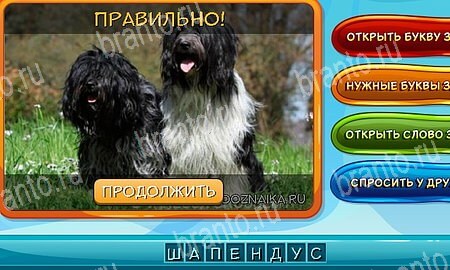 игра Собаки и кошки разгадки, ответ на Уровень 311