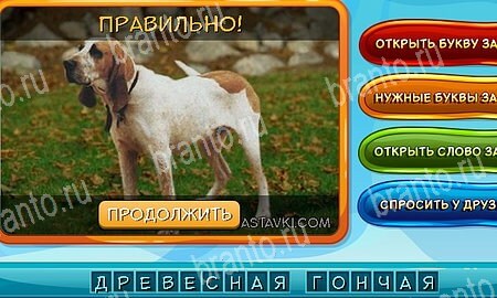 решебник на игру Собаки и кошки Уровень 312