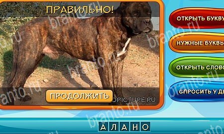 Собаки и кошки игра в одноклассниках помощь Уровень 316