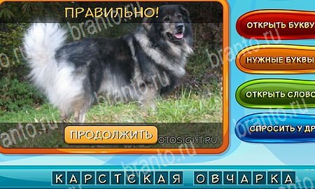 Собаки и кошки ответы в картинках в контакте Уровень 317