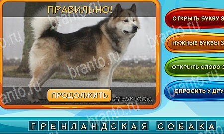 Игра Собаки и кошки подсказки вк Уровень 319