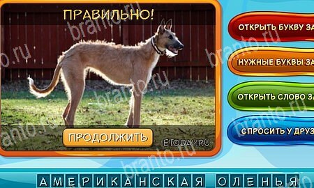 игра Собаки и кошки ответы в одноклассниках на Уровень 321