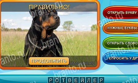 ответы к игре Собаки и кошки в контакте Уровень 331