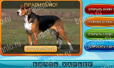 Собаки и кошки подсказки в контакте Уровень 335