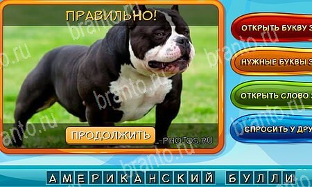 игра Собаки и кошки разгадки, ответ на Уровень 336