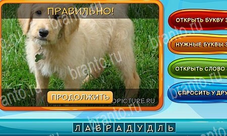 Собаки и кошки игра ответы на все задания Уровень 339