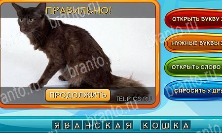 Собаки и кошки игра в контакте подсказки Уровень 340