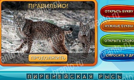 Игра Собаки и кошки подсказки вк Уровень 344