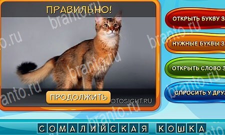 игра Собаки и кошки помощь одноклассники Уровень 345