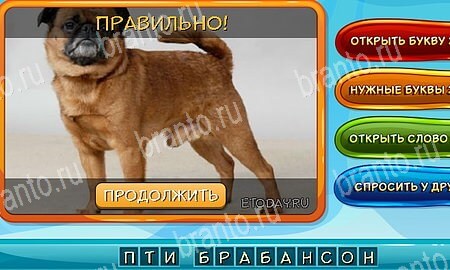 игра Собаки и кошки ответы в одноклассниках на Уровень 346