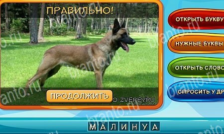 решебник на игру Собаки и кошки Уровень 347