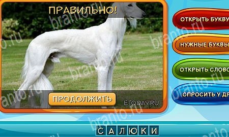 Собаки и кошки игра ответы ВК Уровень 349