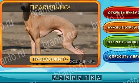 ответы на игру Собаки и кошки в одноклассниках Уровень 21