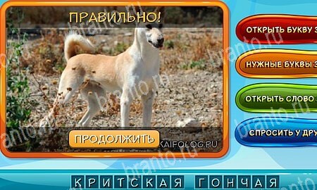 ответы на игру Собаки и кошки в одноклассниках Уровень 22