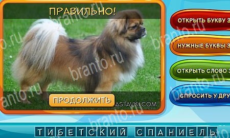 Подсказки на игру Собаки и кошки Эпизод 9 уровень 3