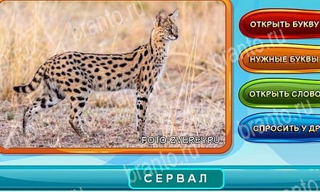 Помощь на игру ВК Собаки и кошки Уровень 20