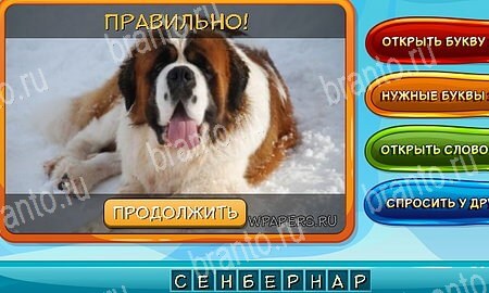 Одноклассники Собаки и кошки ответы уровень 9