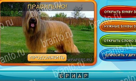 решебник на игру Собаки и кошки Уровень 212