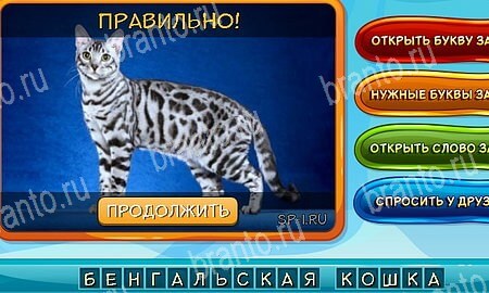 Собаки и кошки игра в одноклассниках помощь Уровень 216