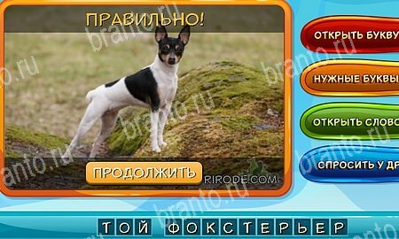 Игра Собаки и кошки ответы одноклассники, вк Уровень 218