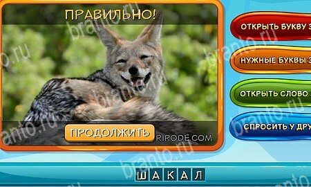 игра Собаки и кошки ответы в одноклассниках на Уровень 221