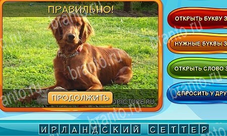 Собаки и кошки игра ответы ВК Уровень 224