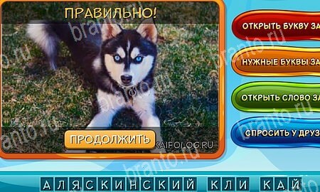 Помощь на игру ВК Собаки и кошки Уровень 230