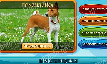 Собаки и кошки игра ответы в одноклассниках Уровень 233