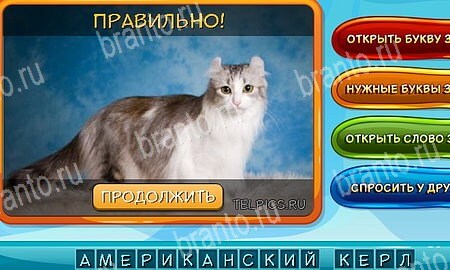 Одноклассники Собаки и кошки ответы Уровень 234