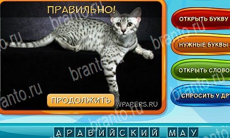 Собаки и кошки решения на игру из одноклассников Уровень 238