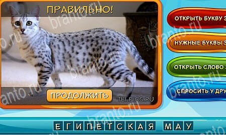 Собаки и кошки игра в контакте подсказки Уровень 240