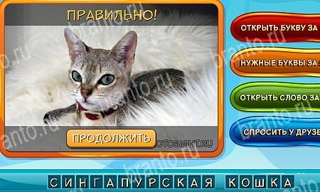 Собаки и кошки игра в одноклассниках помощь Уровень 241