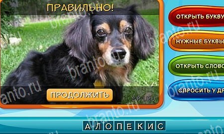 Игра Собаки и кошки подсказки вк Уровень 244