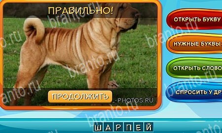 решебник на игру Собаки и кошки Уровень 247