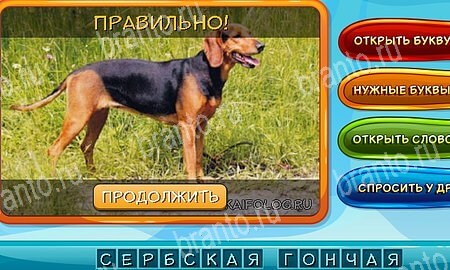 Собаки и кошки игра ответы ВК Уровень 249