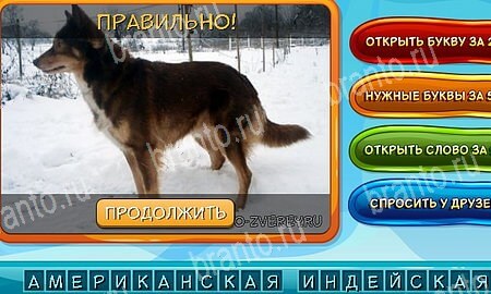 Собаки и кошки игра вконтакте подсказки Уровень 250
